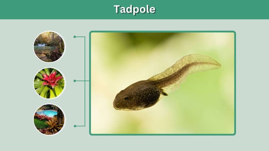 Stage 2: Tadpole