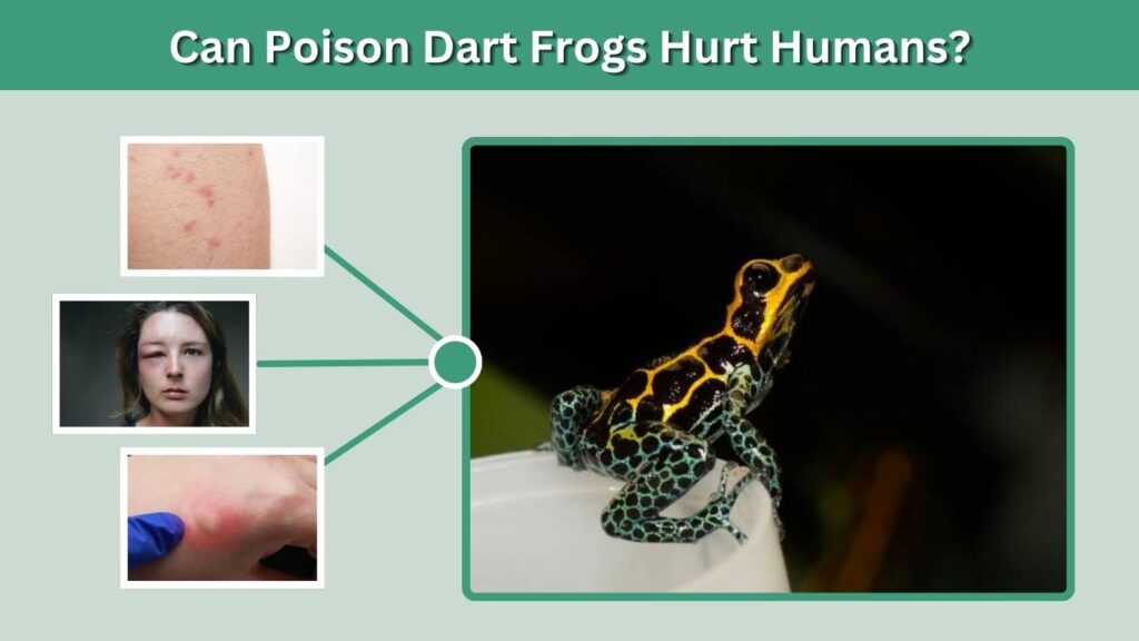 Can Poison Dart Frogs Hurt Humans?