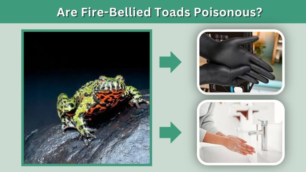 Are Fire-Bellied Toads Poisonous?