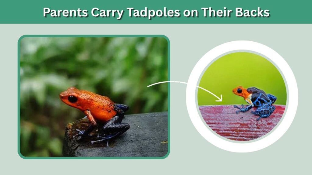 Parents Carry Tadpoles on Their Backs