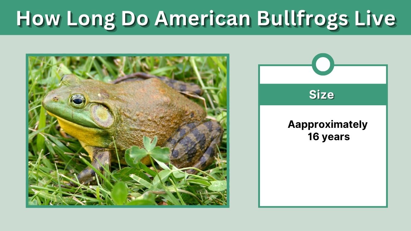 How Long Do American Bullfrogs Live? Lifespan Guide