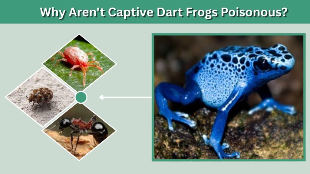 Why Aren't Captive Dart Frogs Poisonous?