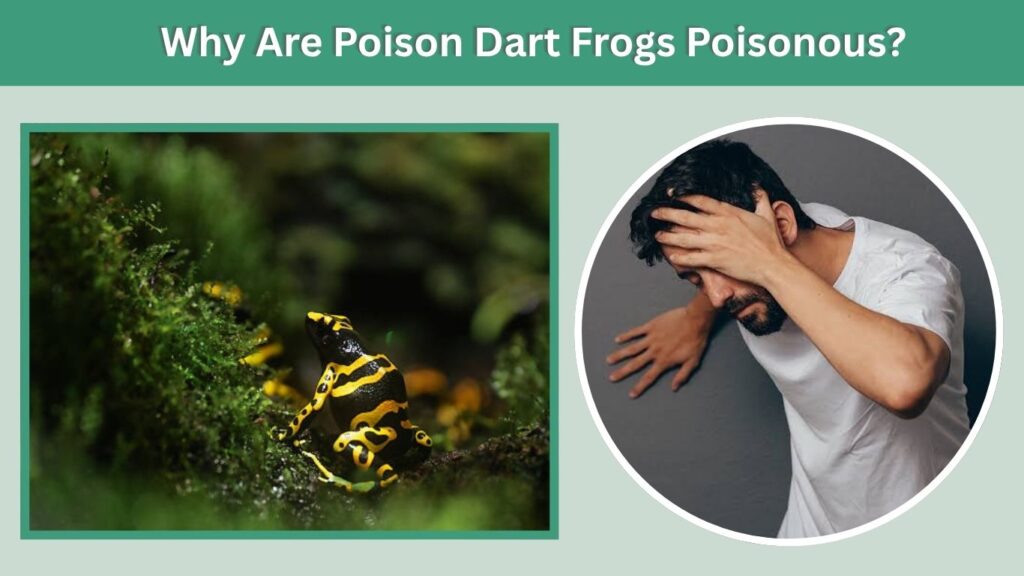 Why Are Poison Dart Frogs Poisonous?