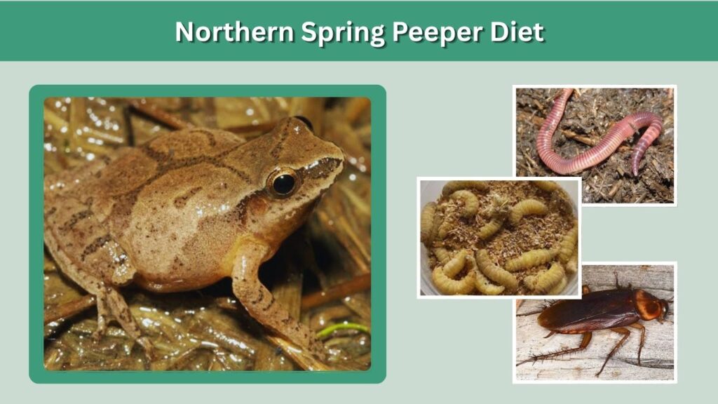 Northern Spring Peeper Diet