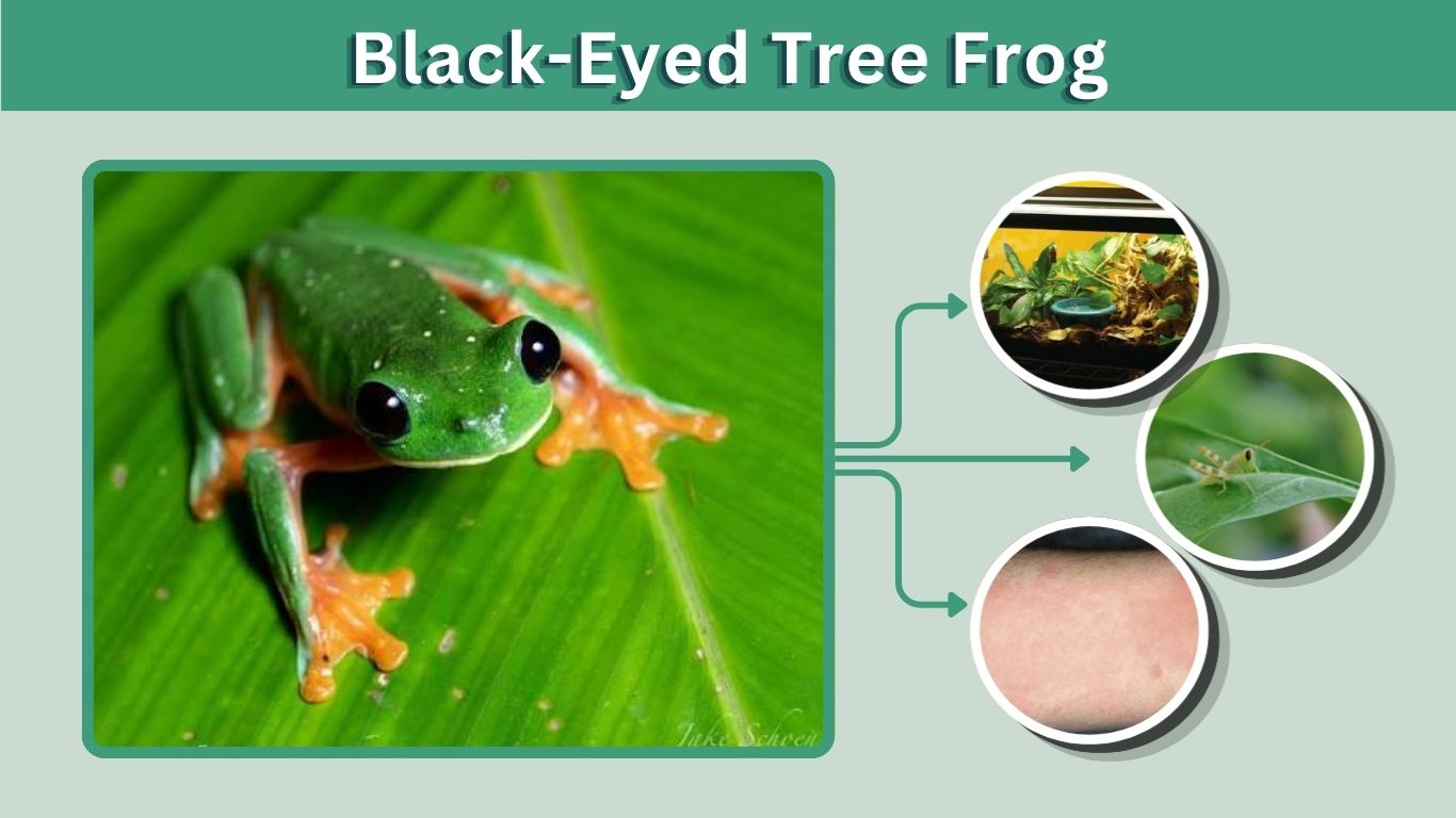 Black-Eyed Tree Frog Care, Habitat and Facts