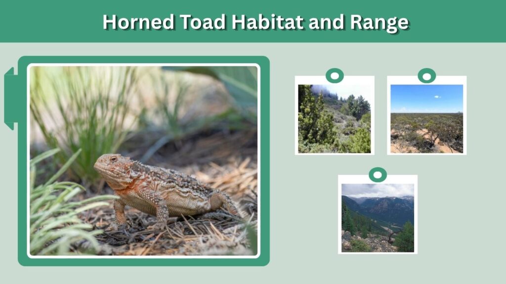 Horned Toad Habitat and Range
