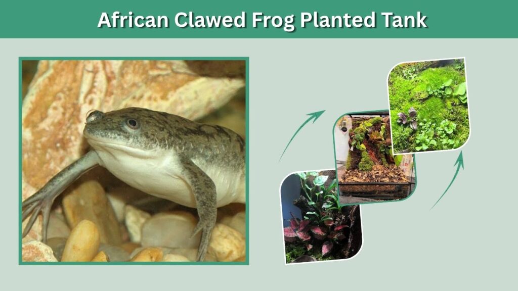 African Clawed Frog Planted Tank