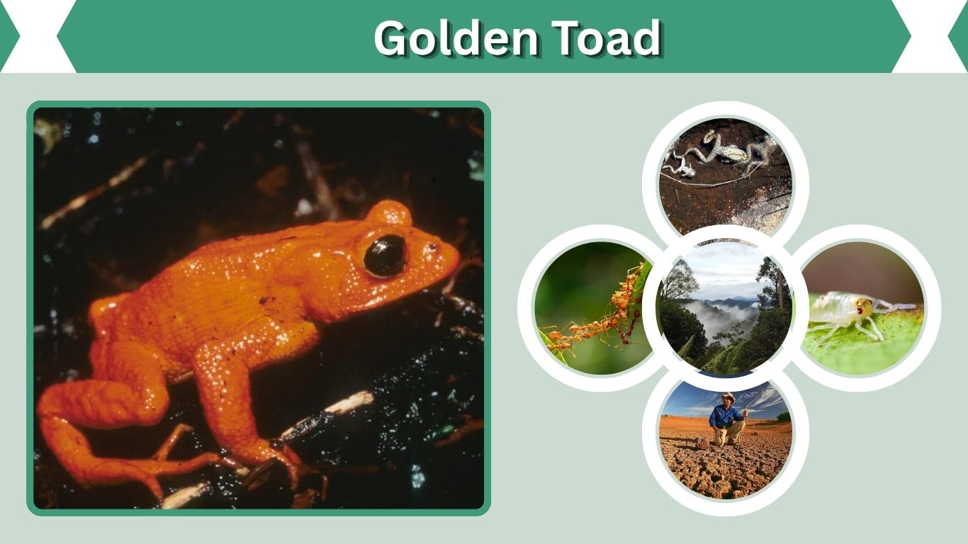 Golden Toad: Extinction, Habitat, Diet & Costa Rica Facts