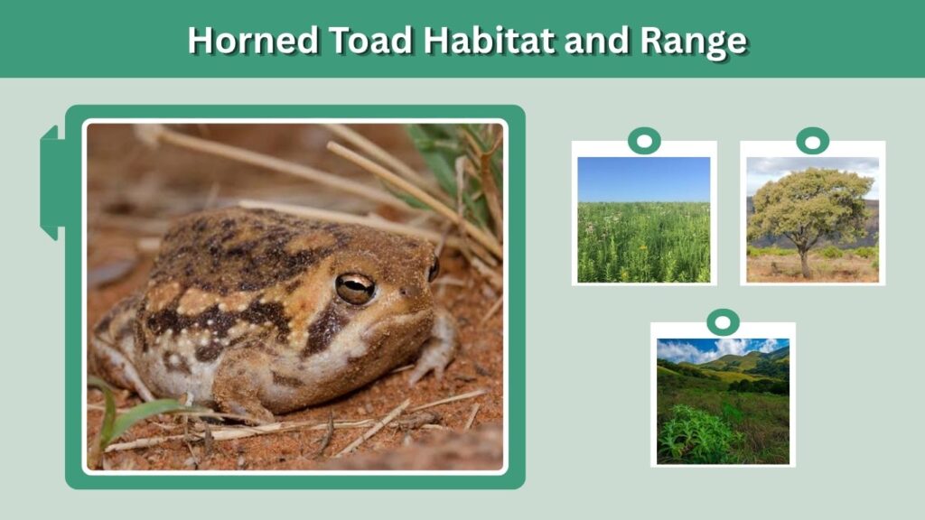 Common Rain Frog Habitat and Distribution