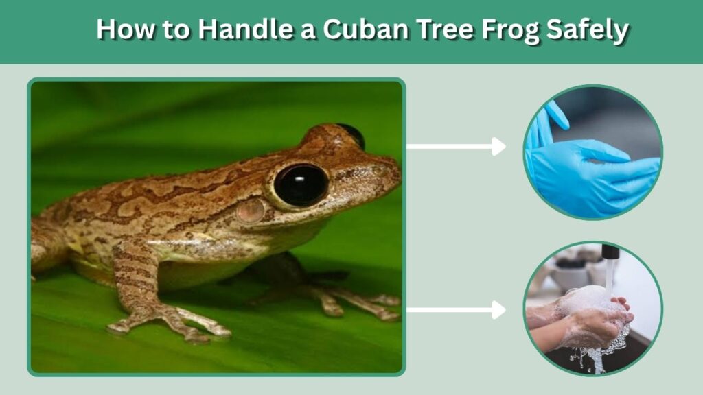 How to Handle a Cuban Tree Frog Safely