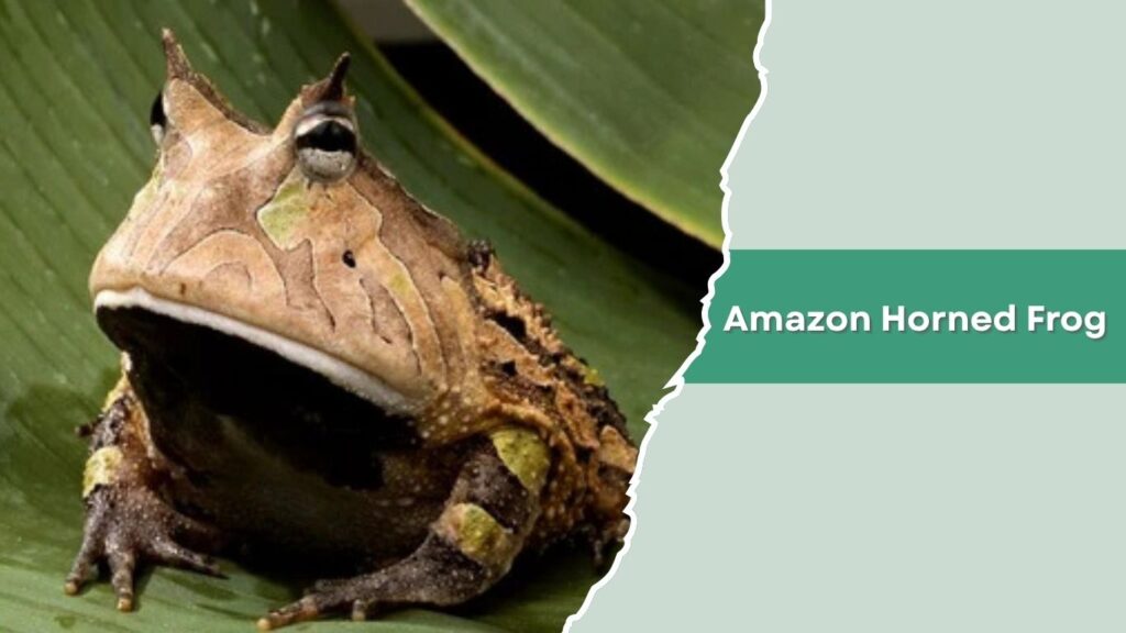 Amazon Horned Frog