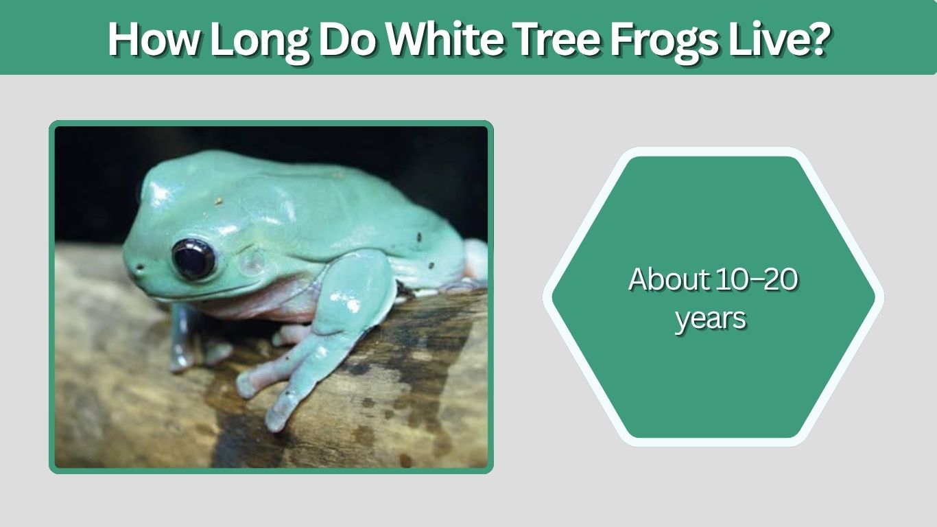 How Long Do White Tree Frogs Live? Lifespan and Care