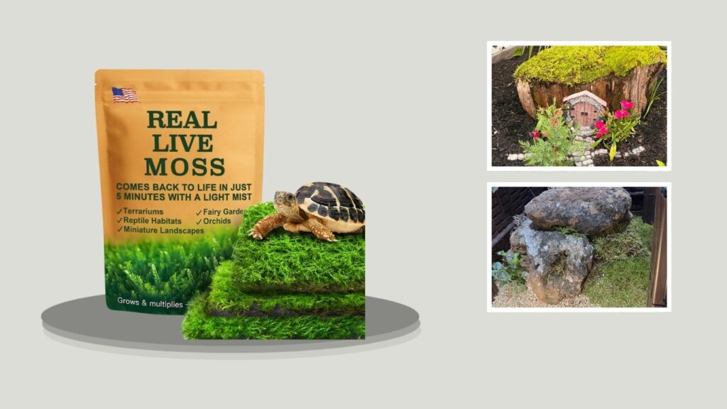 LUCKYRUNES Live Moss 3-Pack for Terrariums
