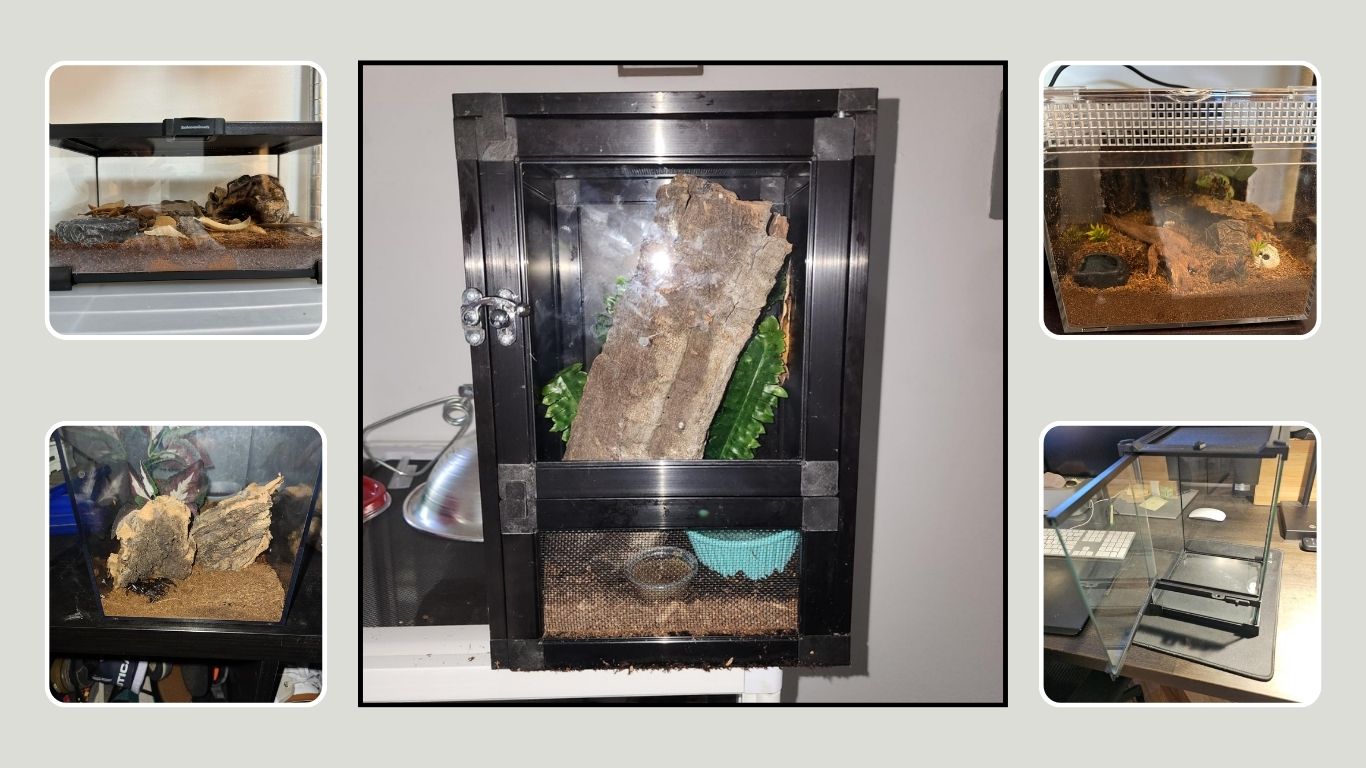 10 Best Frog Enclosures: Choosing the Right Habitat