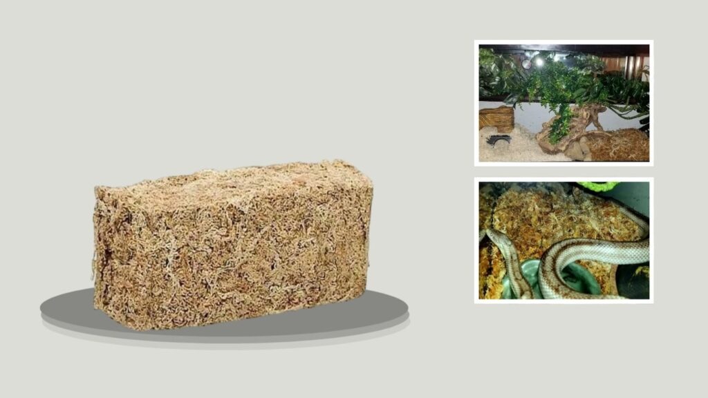 Zoo Med New Zealand Sphagnum Moss