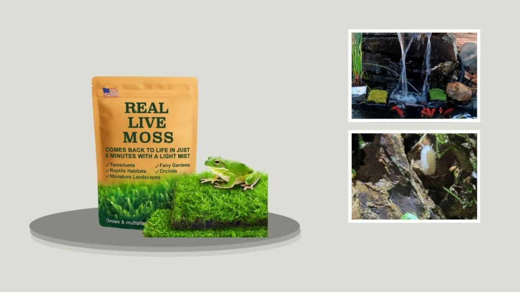 LUCKYRUNES Live Moss Duo Pack