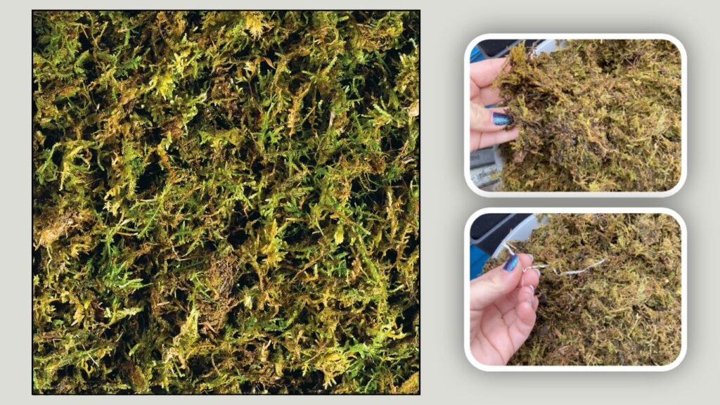 Exo Terra Forest Moss – 2 Pack