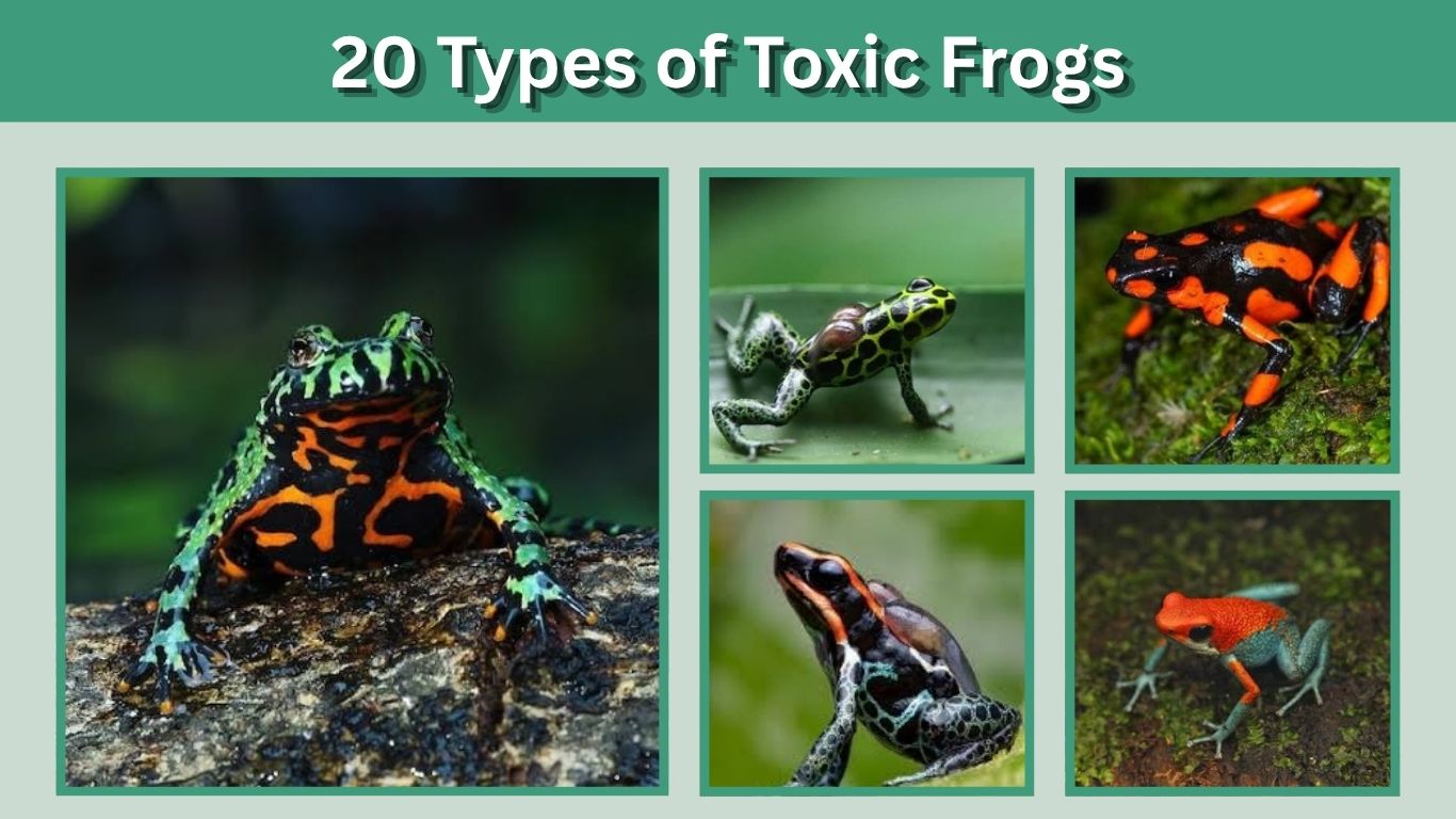 20 Types of Toxic Frogs: Identification, Habitat and Facts