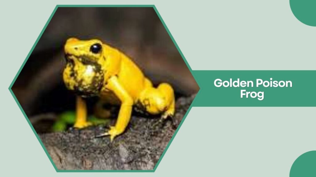 Golden Poison Frog