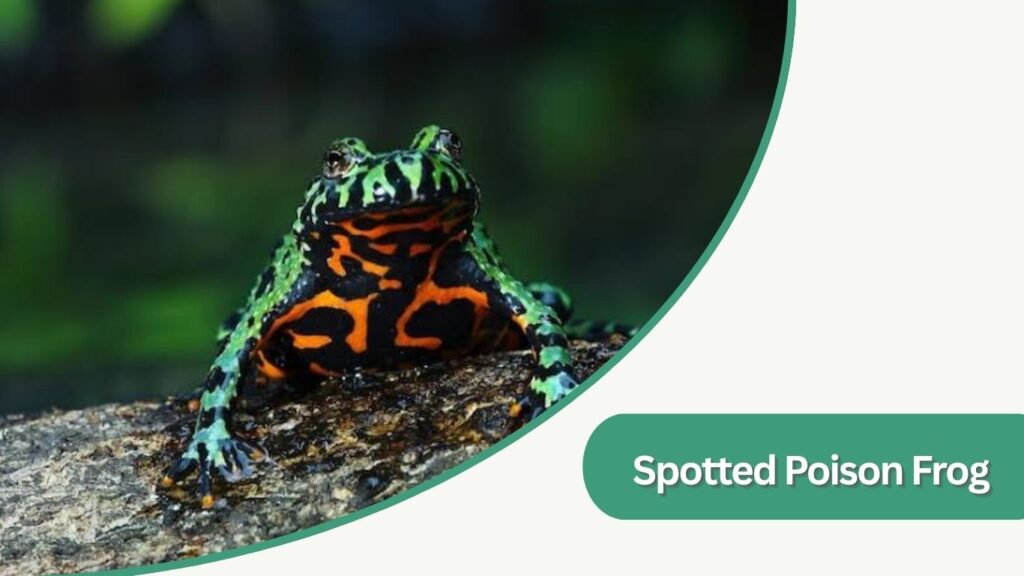 Spotted Poison Frog