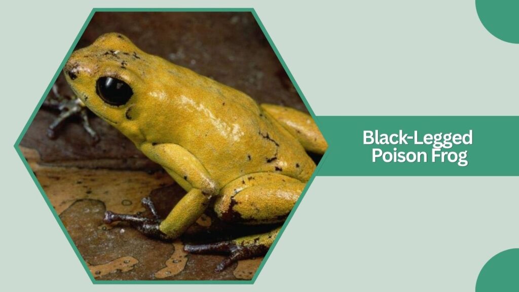 Black-Legged Poison Frog