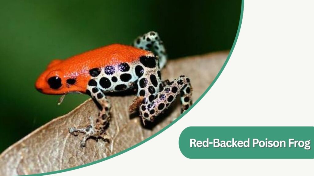 Red-Backed Poison Frog