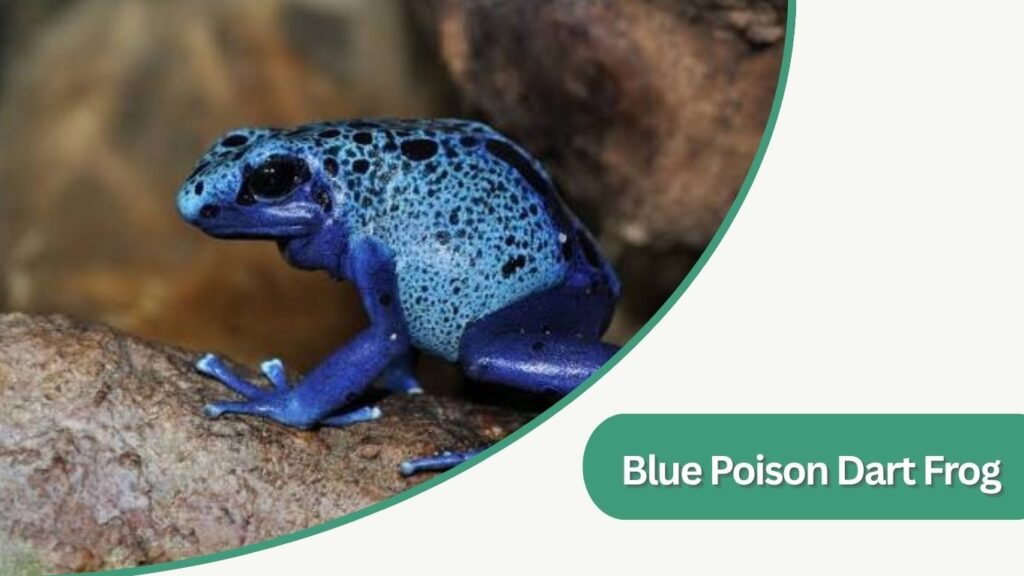 Blue Poison Dart Frog