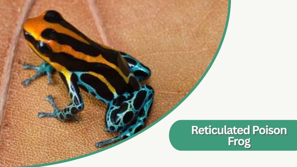 Reticulated Poison Frog