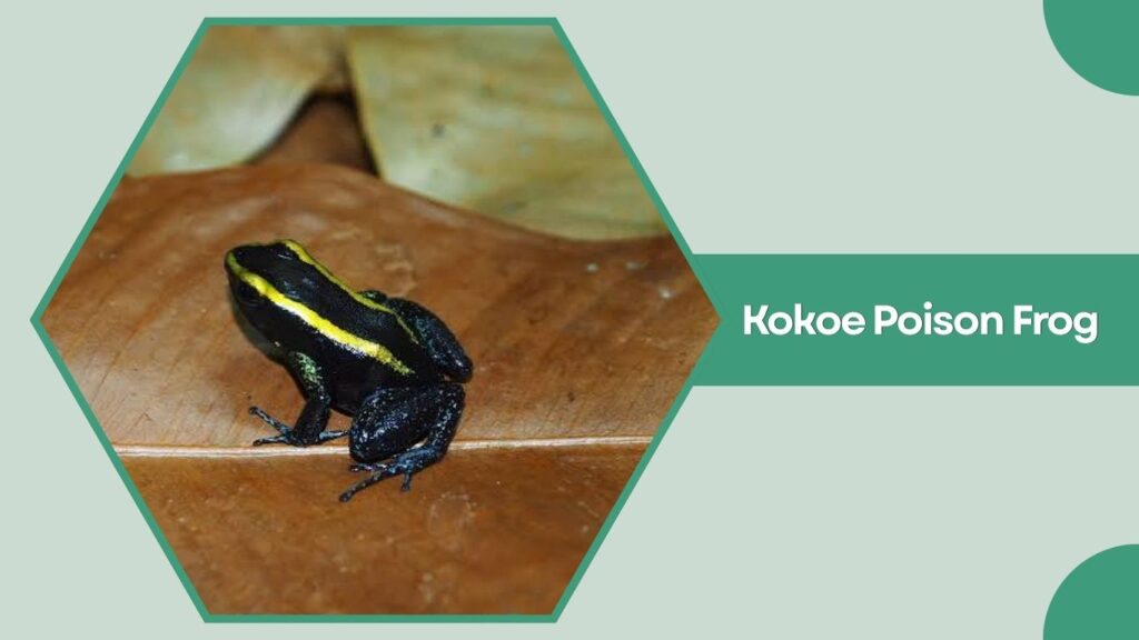 Kokoe Poison Frog
