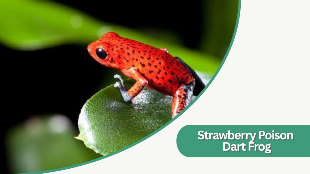 Strawberry Poison Dart Frog