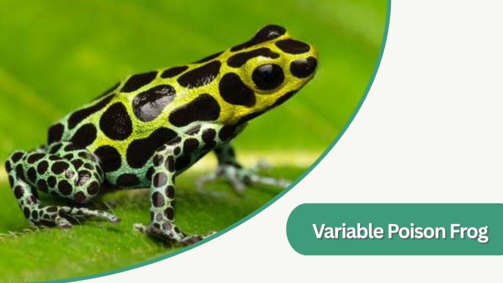 Variable Poison Frog