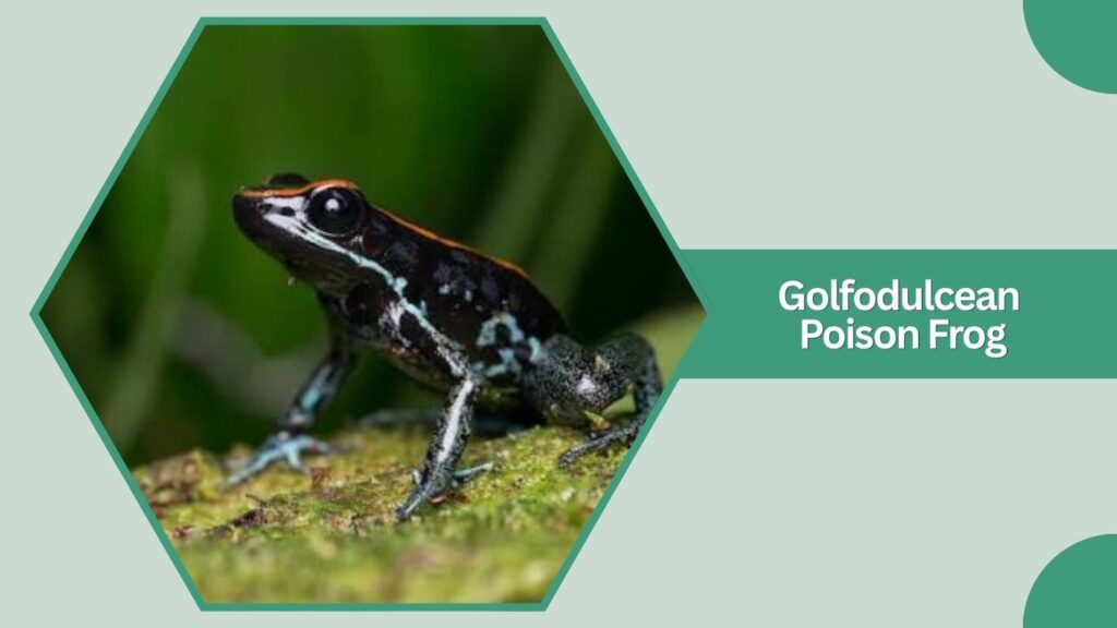 Golfodulcean Poison Frog