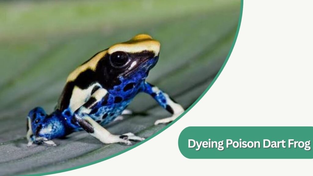 Dyeing Poison Dart Frog