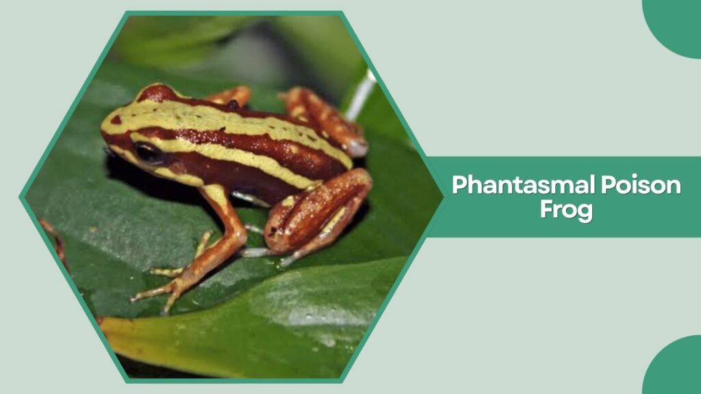 Phantasmal Poison Frog
