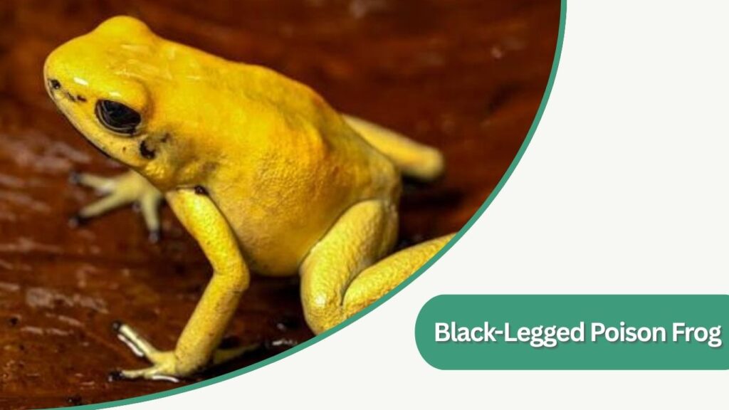 Black-Legged Poison Frog