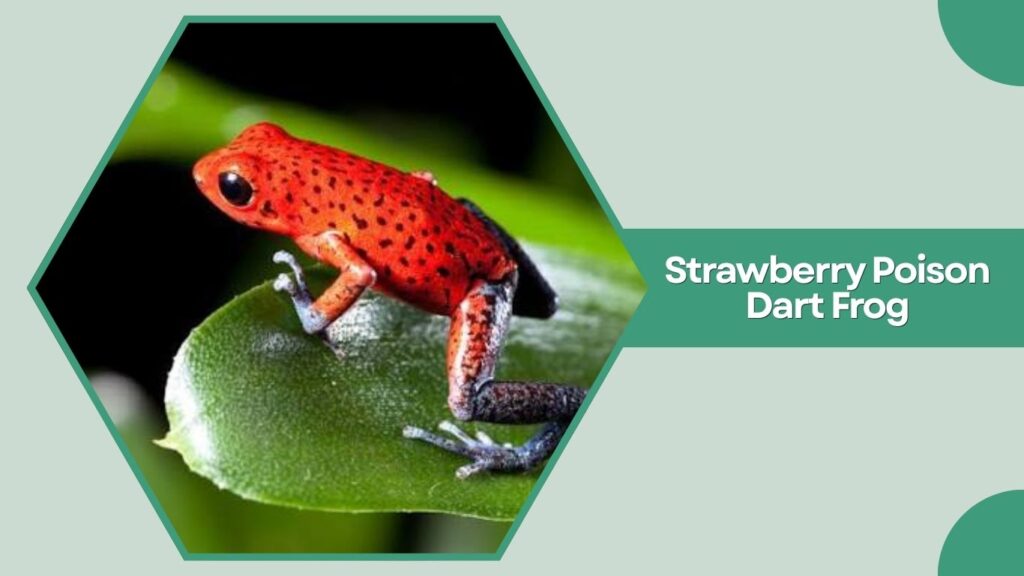 Strawberry Poison Dart Frog