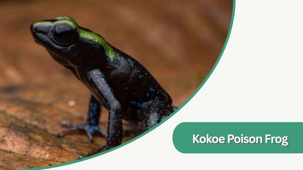 Kokoe Poison Frog