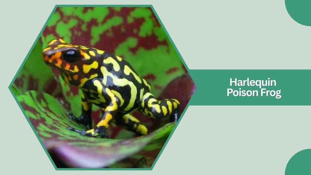  Harlequin Poison Frog