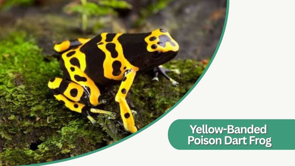 Green-and-Black Poison Dart Frog