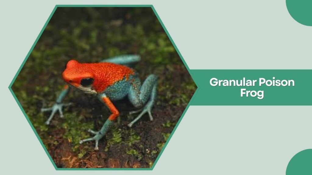 Granular Poison Frog