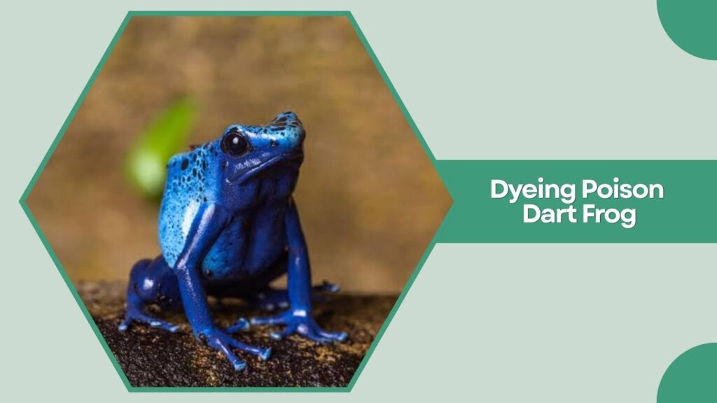 Dyeing Poison Dart Frog