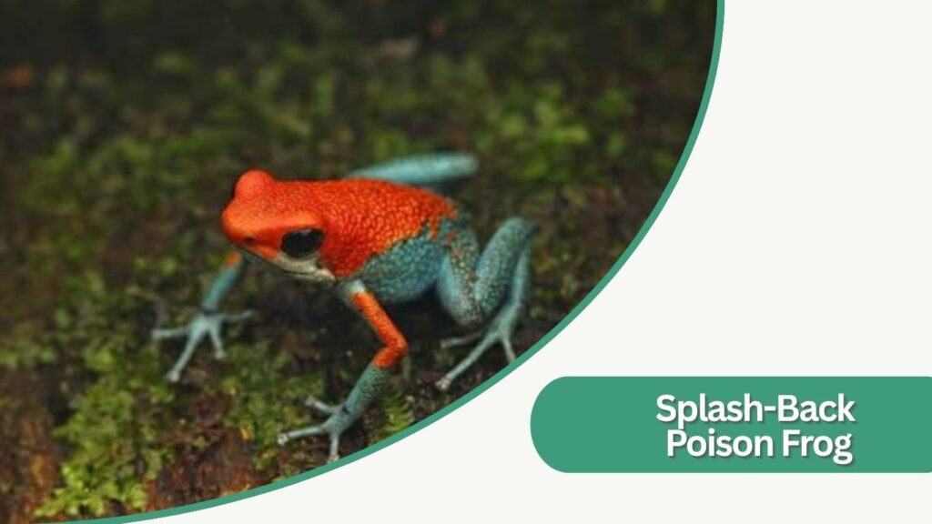 Splash-Back Poison Frog