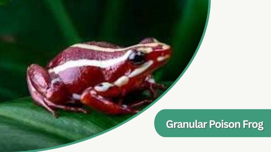 Splash-Back Poison Frog