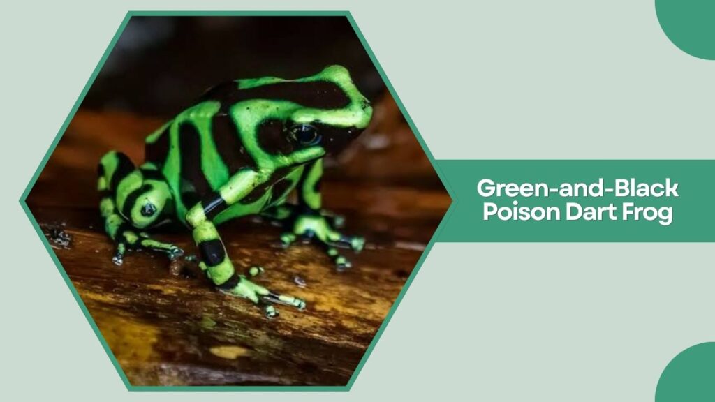 Green-and-Black Poison Dart Frog
