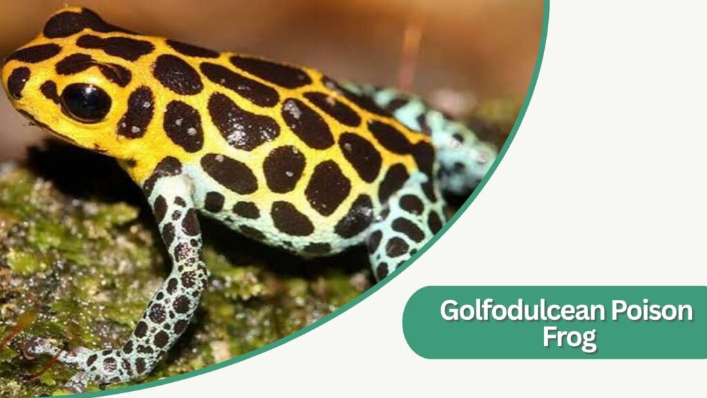 Golfodulcean Poison Frog