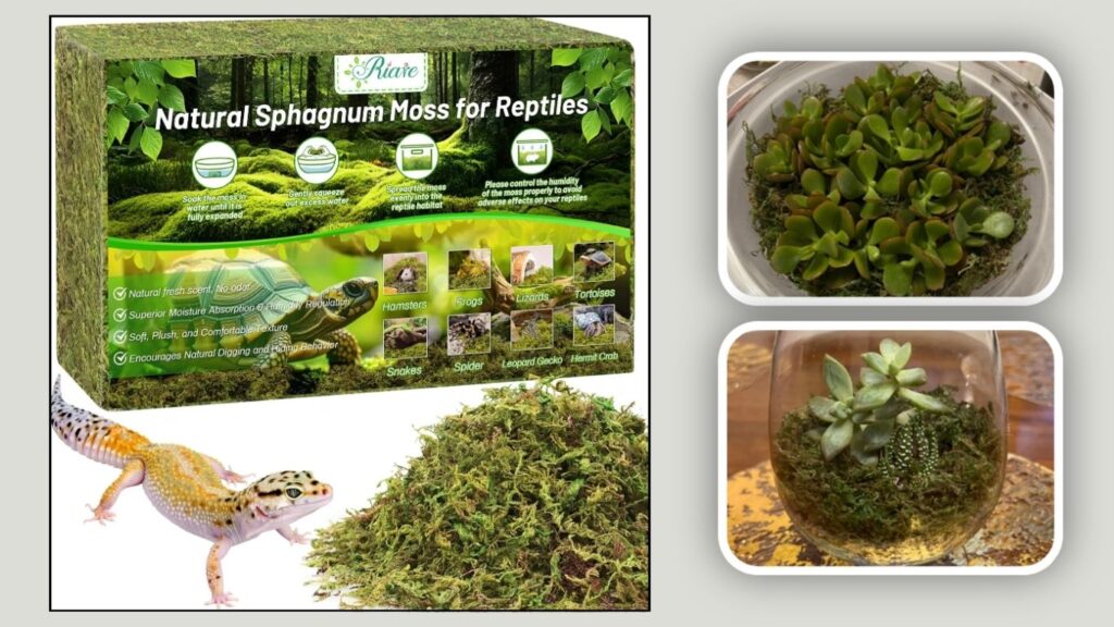Riare Natural Moss for Reptiles & Terrariums