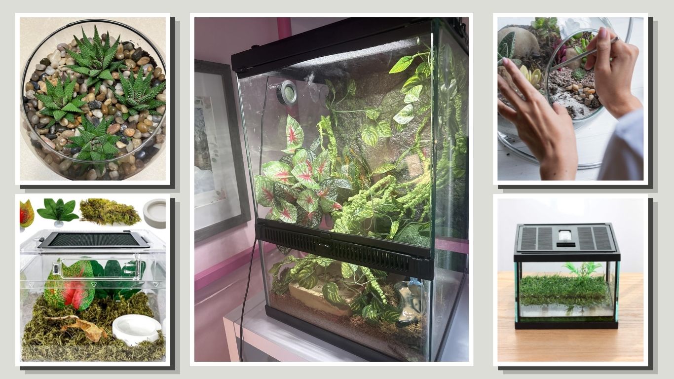 5 Best Terrarium Starter Kits for Easy Setup
