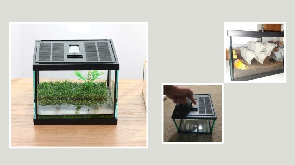 Crapelles Small Glass Terrarium Kit