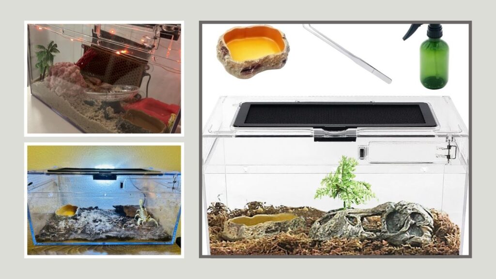 Mini Reptile Terrarium Set – Best Compact Frog Tank