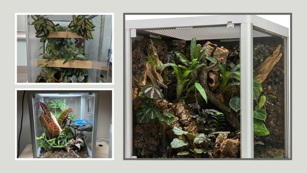 ADVINCI 9.5-Gallon Rainforest Terrarium – Best Modern Design